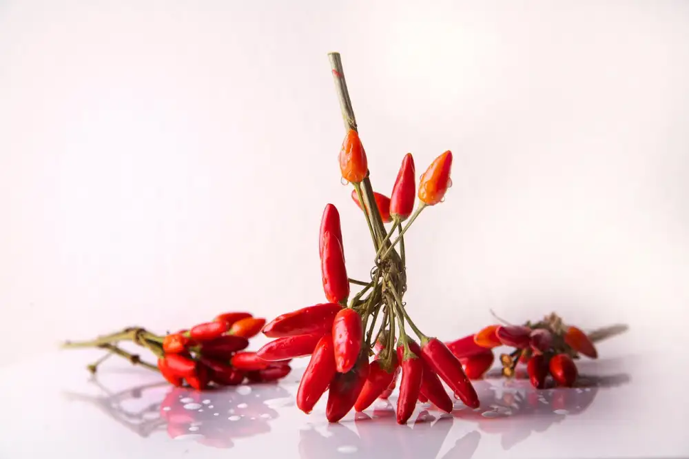 Chilli A Zdraví